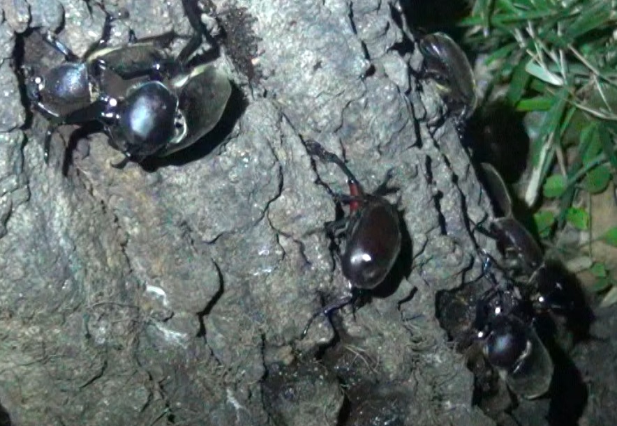 烈暑の夜 群れるカブトムシ_東京多摩地区・断末魔のオアシス_2024年7月8日夜